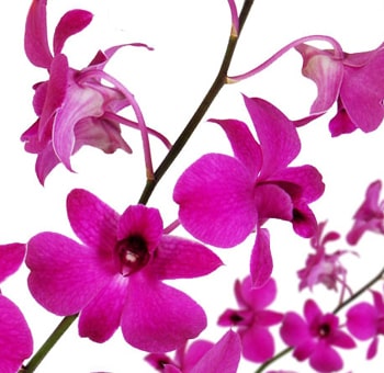 Hot Pink Orchid