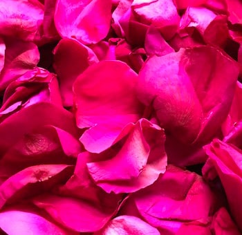Hot Pink Rose Petals Preserved