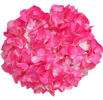 Hot Pink Hydrangea Airbrushed
