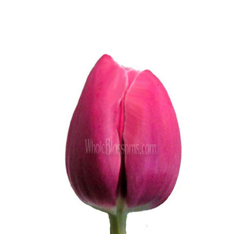 Tulip Hot Pink Flowers