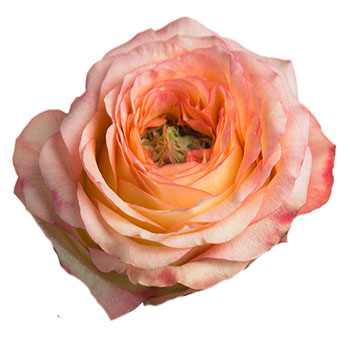 Creamy Pink Orange Garden Roses Bicolor – Houdini