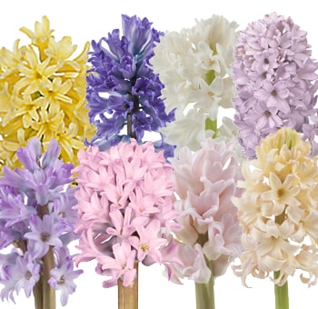 Hyacinth Pastel Colors Collection
