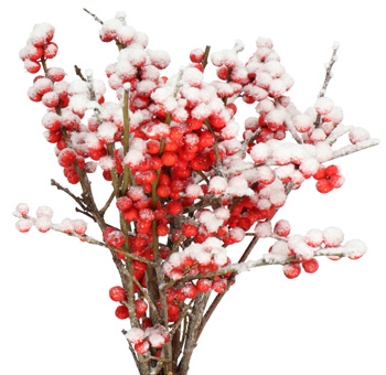 Ilex Berries Dyed - Frost Wax