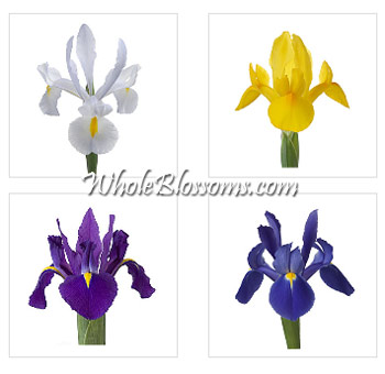 Iris Flowers Assorted