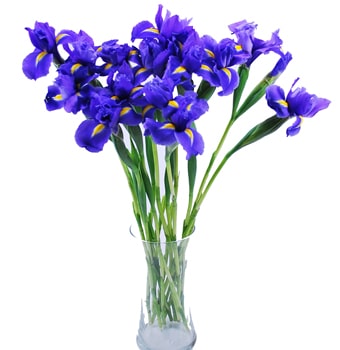 Iris Flower Gift