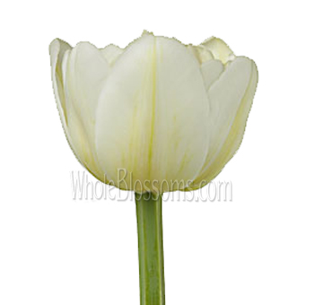 Casa Blanca Double Ivory White Tulips