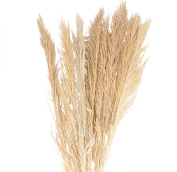Ivory Feathers Pampas Grass - Dried