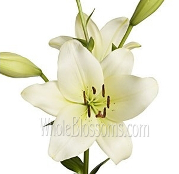 LA Hybrid Lily Ivory Colored Flowers