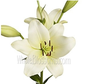 Oriental Lily Ivory Flowers