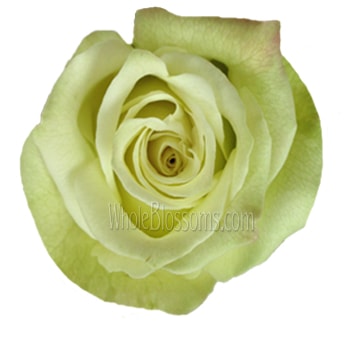 Valentine's Day Green Biological Roses