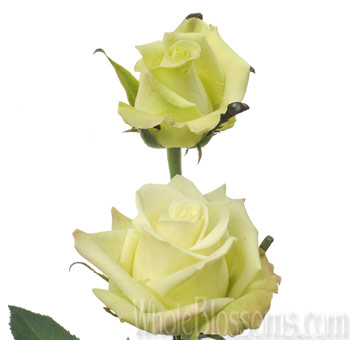 Jade Green Bulk Rose