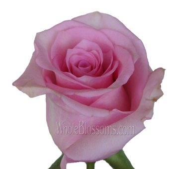 Jessica Blushing Pink Rose