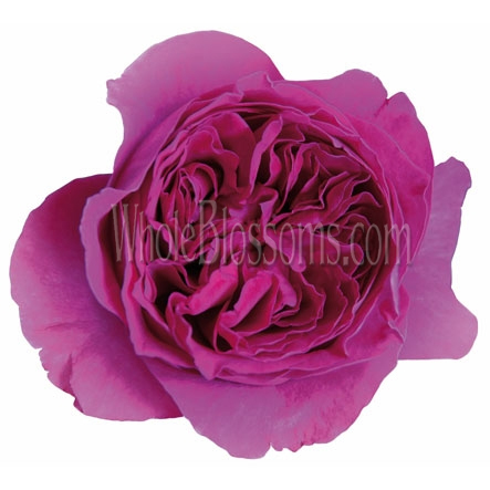 Dark Pink David Austin Kate Garden Rose