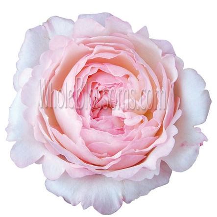 David Austin Keira Pink Garden Rose