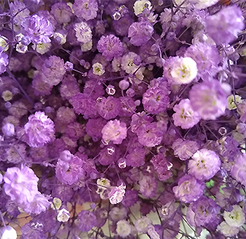 Lavender Baby Breath Flowers