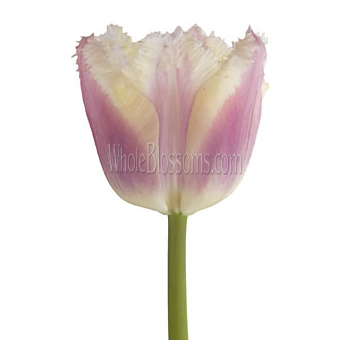 Blush Lavender Fringed Tulips