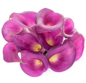 Long Lavender Mini Calla Lilies