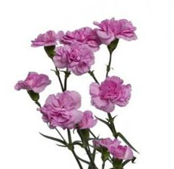 Spray Carnations Lavender Flowers