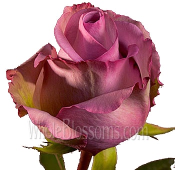 Lavender Organic Roses for Valentine's Day