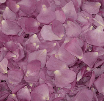 Lavender Rose Petals Preserved