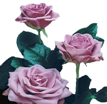 Lavender Roses for Valentine's Day
