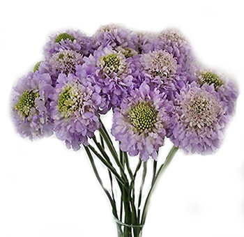 Scabiosa Lavender Flower