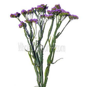 Tissue Statice Lavender Flower