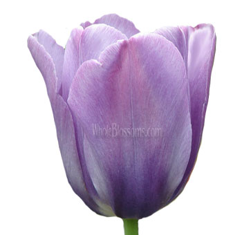 Lavender Tulip Flower