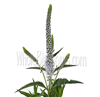 Lavender Veronica Flower