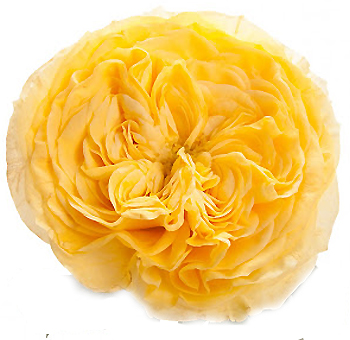 Lemon Pompon Yellow Garden Roses