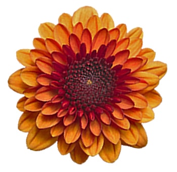 Chrysanthemum Bronze