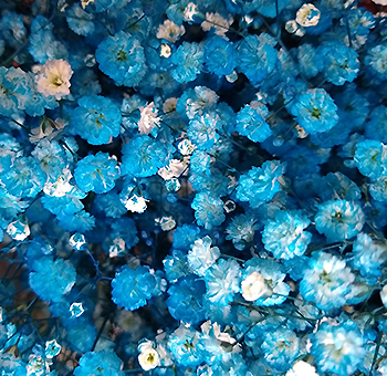 Blue Baby's Breath Turquoise Tone