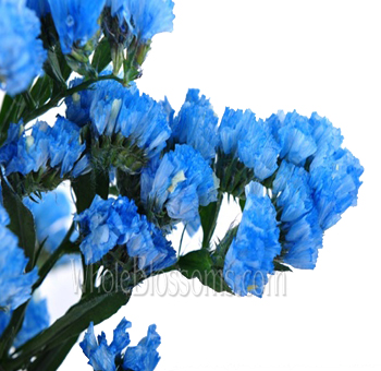 Statice Tinted Blue Flower