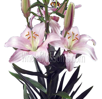 Asiatic Lily Light Pink Flowers