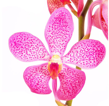 Lavender Pink Mokara Orchids