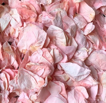 Pink Rose Petals Preserved