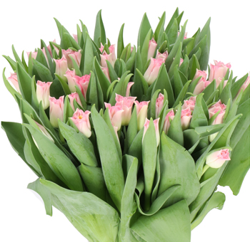 Lily Flowered Tulips - Pink