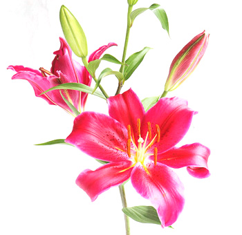 Dark Pink Oriental Lily Flower