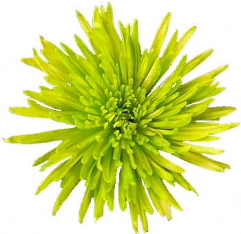 Anastasia Spider Mums Lime Green Flowers