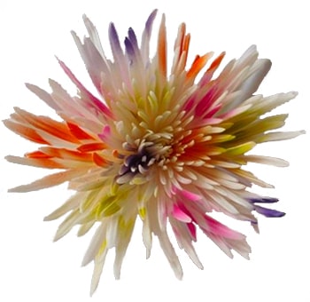 Spider Mums White with Lime Green, Orange, Purple and Hot Pink Sparkles