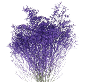 Limonium Flower - Painted Violet