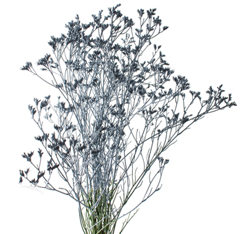 Limonium Flower - Painted Gray