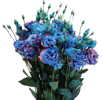 Blue Lisianthus Flower