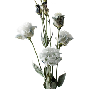 Lisianthus Flowers