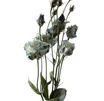 Lisianthus Dyed - White Blue Bicolor - Smokey White
