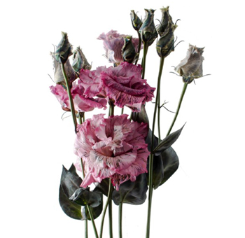 Lisianthus Dyed -  Pink Bicolor - Black Rose