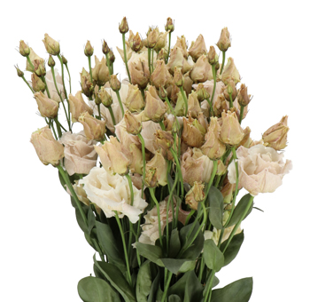 Lisianthus Dyed -  Brown
