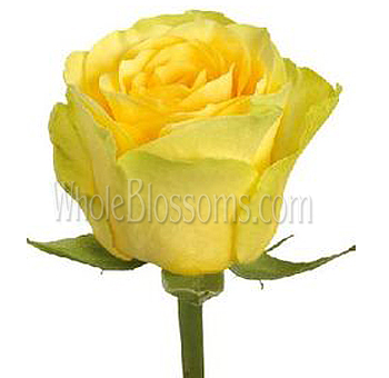 Ilios Yellow Rose Bulk Flowers