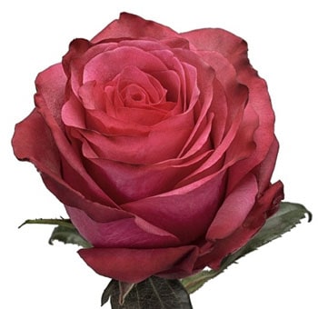 Biological Roses - Hot Pink Lola