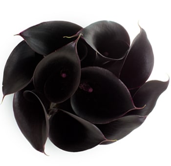 Long Dark Purple Mini Callas